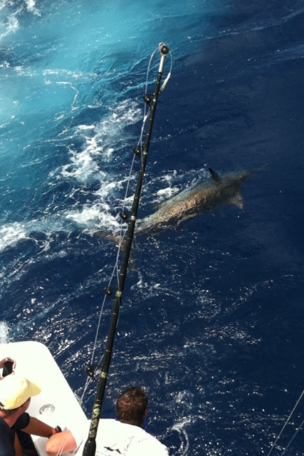 Est 300 lb Blue Marlin swimming away after a successful release on 80lb tackle , "High Cotton" skippered by Captain Allan Legge, June 22nd 2014. 10" Evil Dingo.